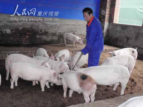 北碚有了首家“零排放”生猪养殖示范基地