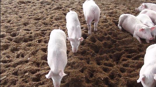 “生猪第一县”探寻清洁养猪之路