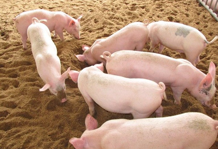 养猪赚钱少的六十个原因或误区（41-50）
